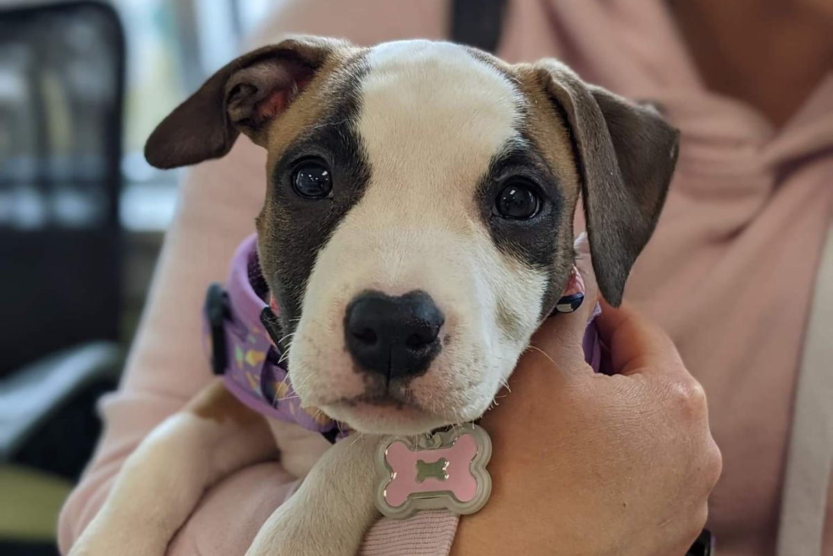 puppy receiving pet urgent care in Bedford, NH